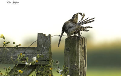 Een juveniele koekoek logeert bij het WeidevogelHuijs!