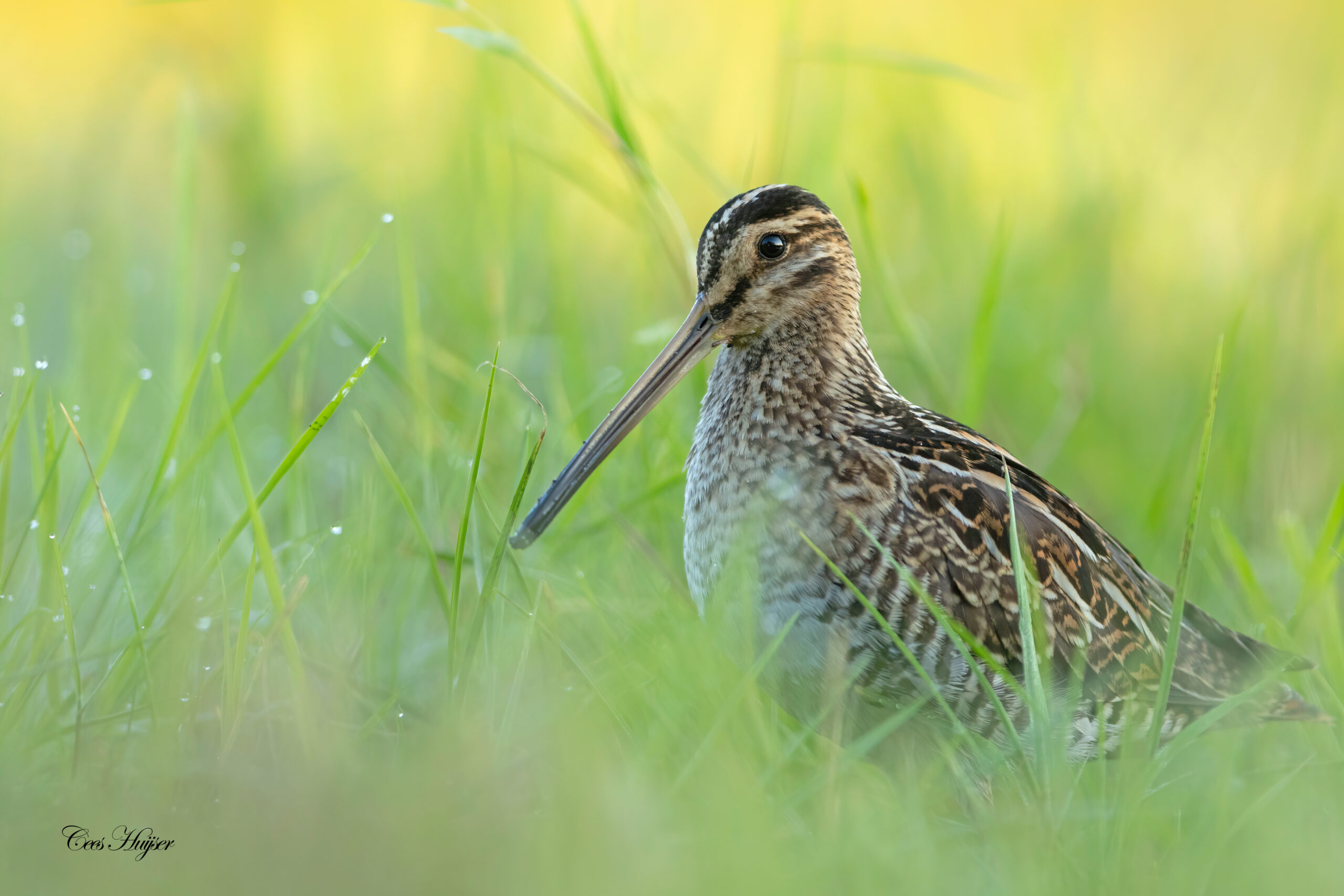 IJsvogel